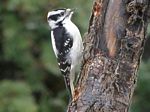 Downy Woodpecker (female) 