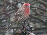 House Finch (male)