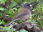 Dark-eyed Junco (male)