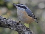 Red-breasted Nuthatch