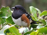 Spotted Towhee (male)