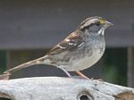 White-throated Sparrow