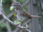 Song Sparrow