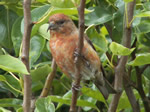 Red Crossbill (male)