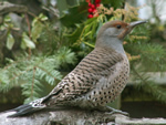 Northern Flicker (female)