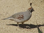 Gambel's Quail 