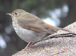 Hermit Thrush