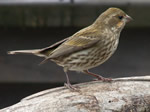 Purple Finch (female)