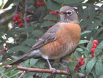 American Robin (female)