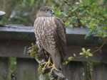 Sharp-shinned Hawk 