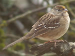 White-crowned Sparrow (juvenile)