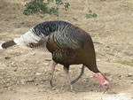 Wild Turkey