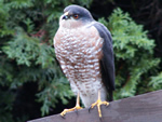 Cooper's Hawk 