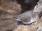 Mourning Dove