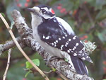 Downy Woodpecker (male) 