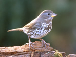 Fox Sparrow