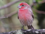 House Finch