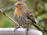 House Finch