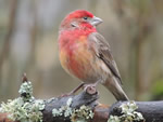 House Finch