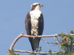 Osprey