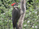 Pileated Woodpecker (female)