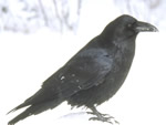 Common Raven