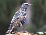 European Starling