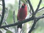 Northern Cardinal (male)