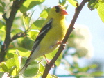 American Goldfinch (male) 