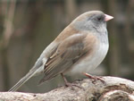 Dark-eyed Junco (female)