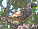 California Quail