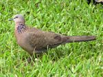 Spotted Dove 