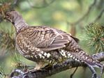 Blue Grouse