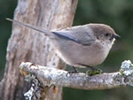 Bushtit (male)