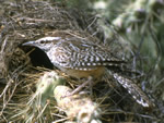 Cactus Wren 