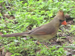 Northern Cardinal (female)