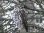 Cooper's Hawk (juvenile)