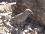 Curve-billed Thrasher