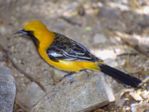 Hooded Oriole