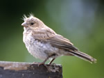 House Finch (juvenile)