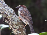 House Sparrow (male)