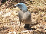 Mexican Jay