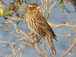 Red-winged Blackbird (juvenile female)