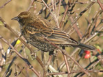 Red-winged Blackbird (female)