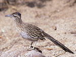 Greater Roadrunner