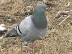 Rock Dove 