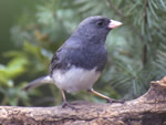 Slate-coloured Junco 