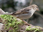 House Sparrow (female)
