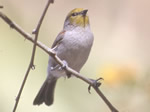 Verdin