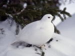 White-tailed Ptarmigan